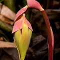 A young, emerging flower with pink sepals.