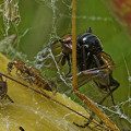 A closer look at the webbing..