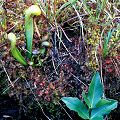 Young plant, Menyanthes, and Drosera.