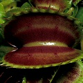 Dionaea