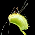 Dionaea eats a cranefly.