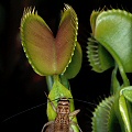 Dionaea eats a cricket.
