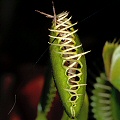 Dionaea eats a bug.