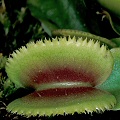 Dionaea