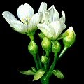 Dionaea