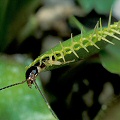 Dionaea