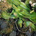 A plant in dormancy.