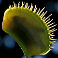 Dionaea