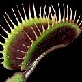 Dionaea