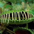 Dionaea