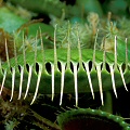 Dionaea