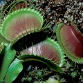 Dionaea muscipula