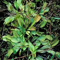 Dionaea