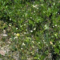 Pondside plants in flower.