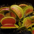 Dionaea