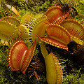 Dionaea