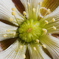 Dionaea