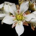 Dionaea