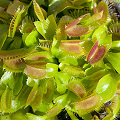 Dionaea