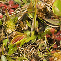 These plants were hidden in a small bush.