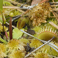 Dionaea