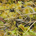Dionaea in SC