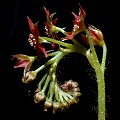 Drosera adelae