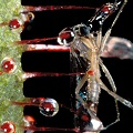 Drosera adelae eats a fungus gnat.