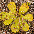 Drosera bulbosa subsp. bulbosa