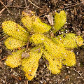 Drosera bulbosa subsp. bulbosa