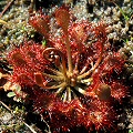 Drosera capillaris