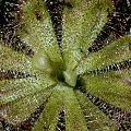 D. cuneifolia