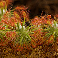 Drosera dichrosepala