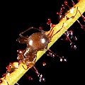 Drosera filiformis eats a spider.