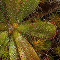 Drosera hamiltonii