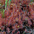 Plants growing on a mat of sphagnum.
