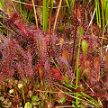 Plants growing on a mat of sphagnum.
