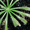 D. capensis x aliciae