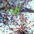 These might actually be plants in Santa Rosa County.