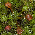 D. linearis is the small plant at lower left--the seedling at top right is Drosera capensis.