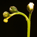 A cultivated Bruce Peninsula plant, flower detail.