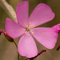 Big pink flowers, Western Australia.