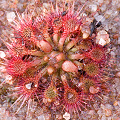 Drosera nitidula