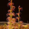 A  plant in cultivation, my favorite of all the tuberous Drosera.