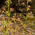 Several plants, Western Australia.
