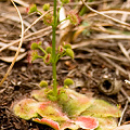 Growing with D. erythrorhiza, Western Australia.