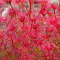 A very red plant, Western Australia.