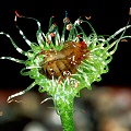 Drosera rotundifolia and fruit fly