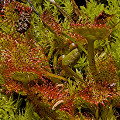 Small plants growing in mosses.