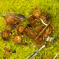 Sticking out of Sphagnum.